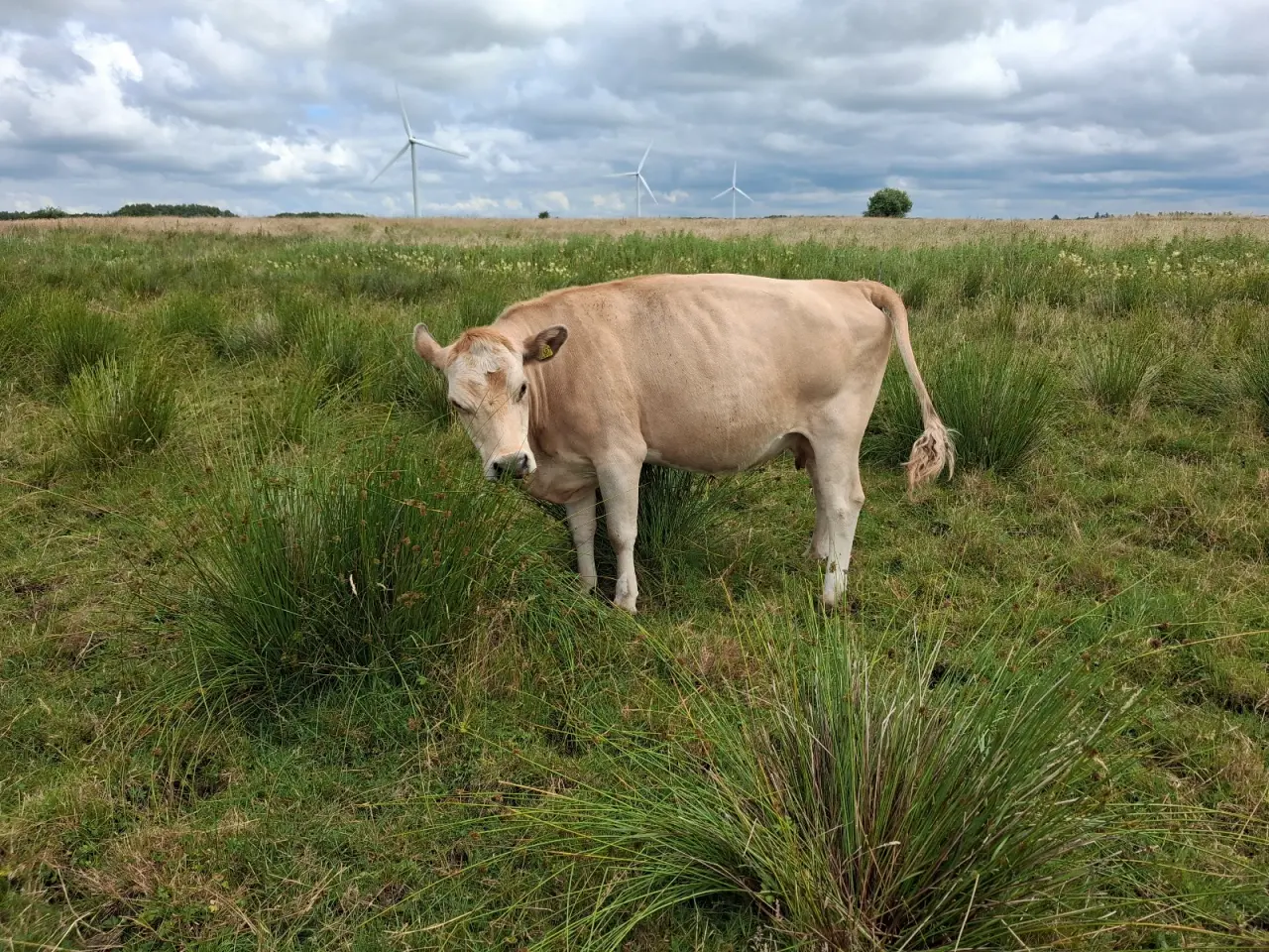 Billede 2 - Simmentaler krydsko.