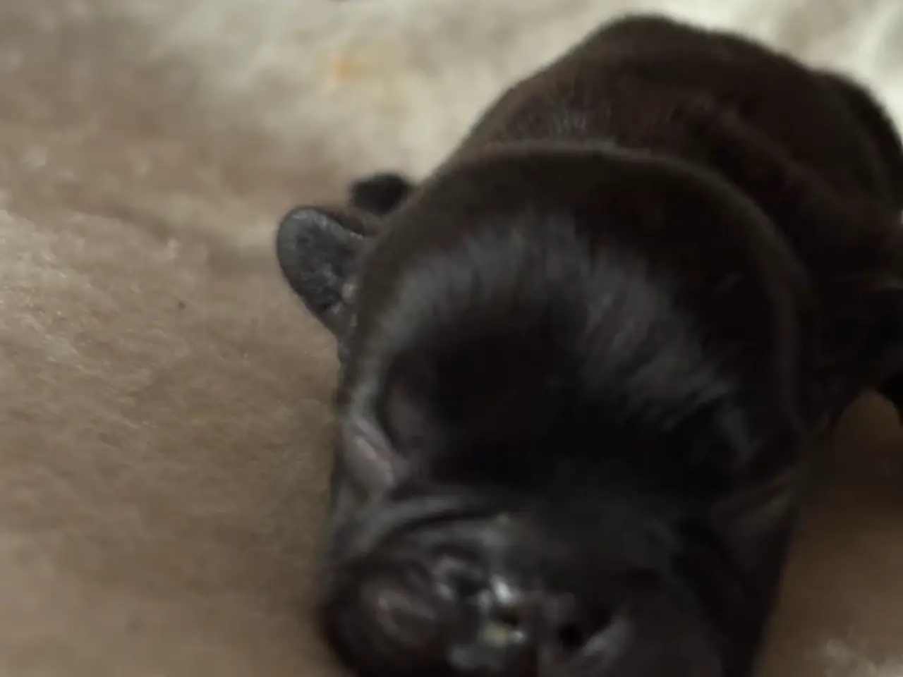 Billede 5 - Fransk bulldog hvalpe.
