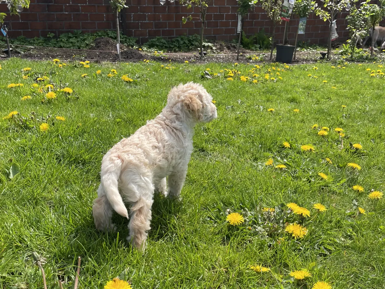 Billede 18 - Mini-labradoodle / doodle sælges