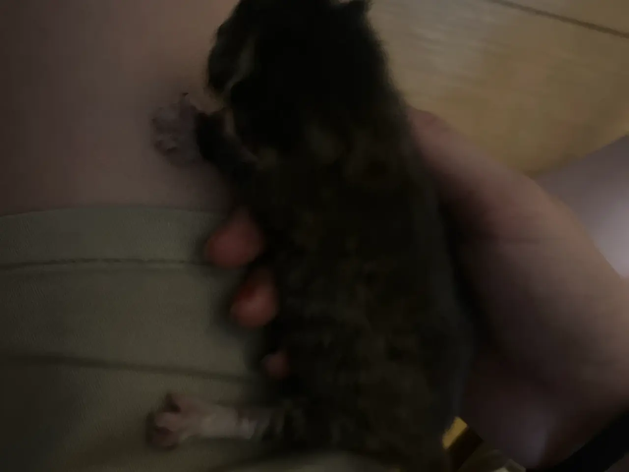 Billede 3 - Katte mor og 1 killing 