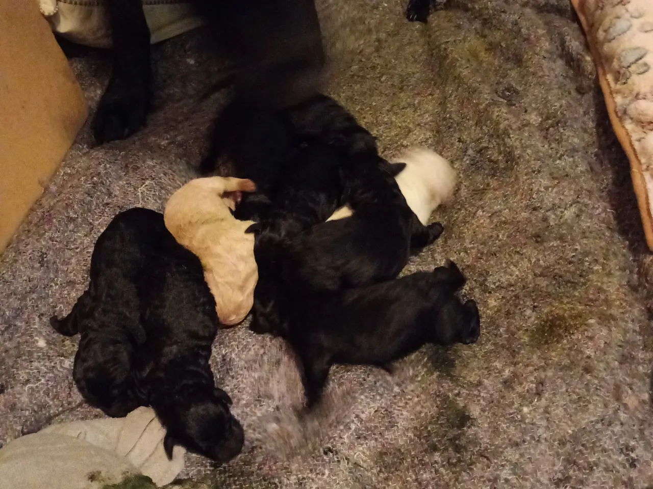 Billede 1 - 1. gen. labradoodle