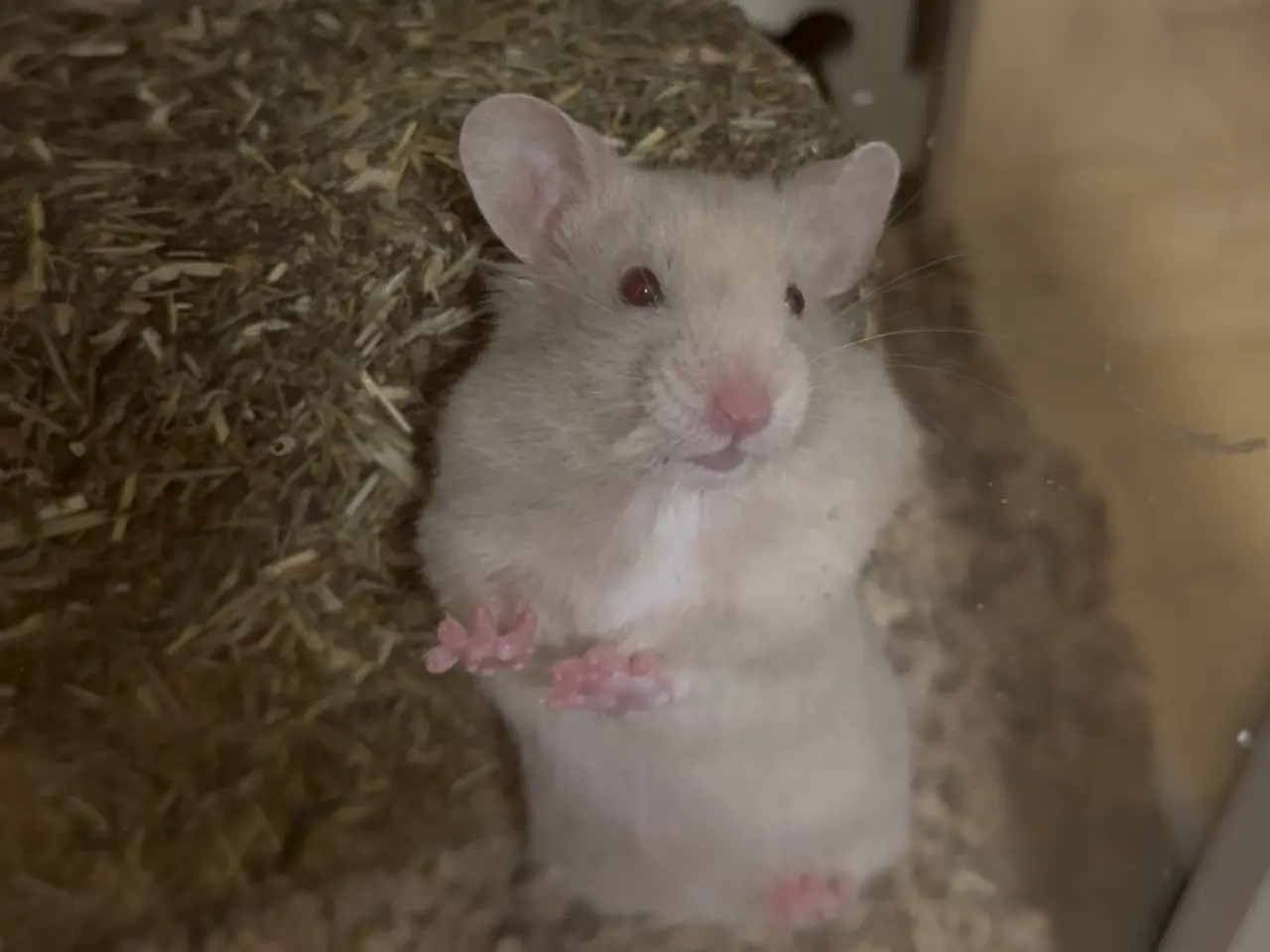 Billede 2 - Guldhamster unger