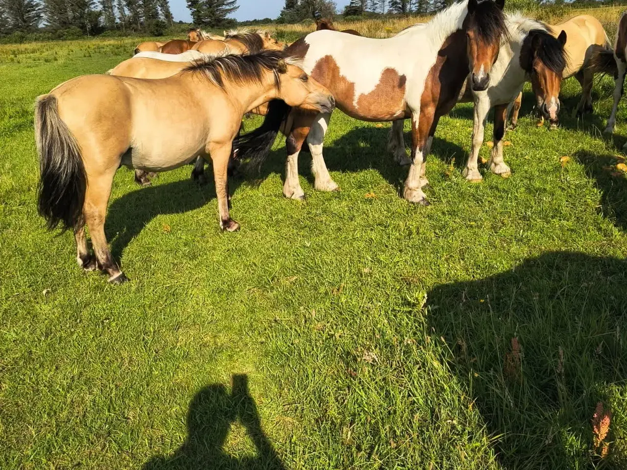 Billede 1 - 30 stk. 1 års robuste pony krydsningsplage sælges 