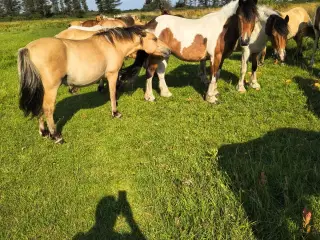 30 stk. 1 års robuste pony krydsningsplage sælges