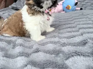 Shih tzu hvalpe