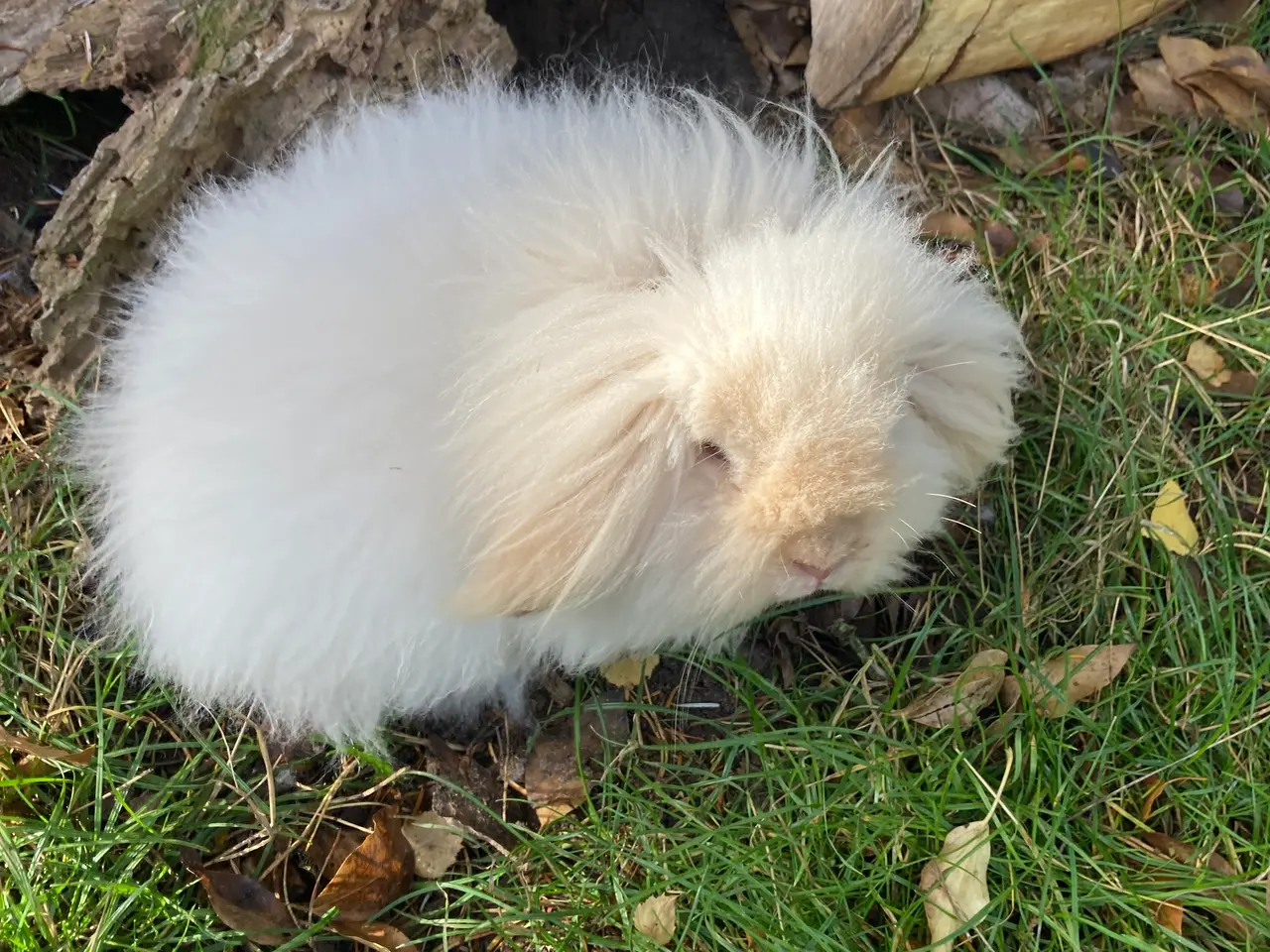 Billede 4 - Utrolig SMUK dobbeltmanket Mini Lion Lop🐇