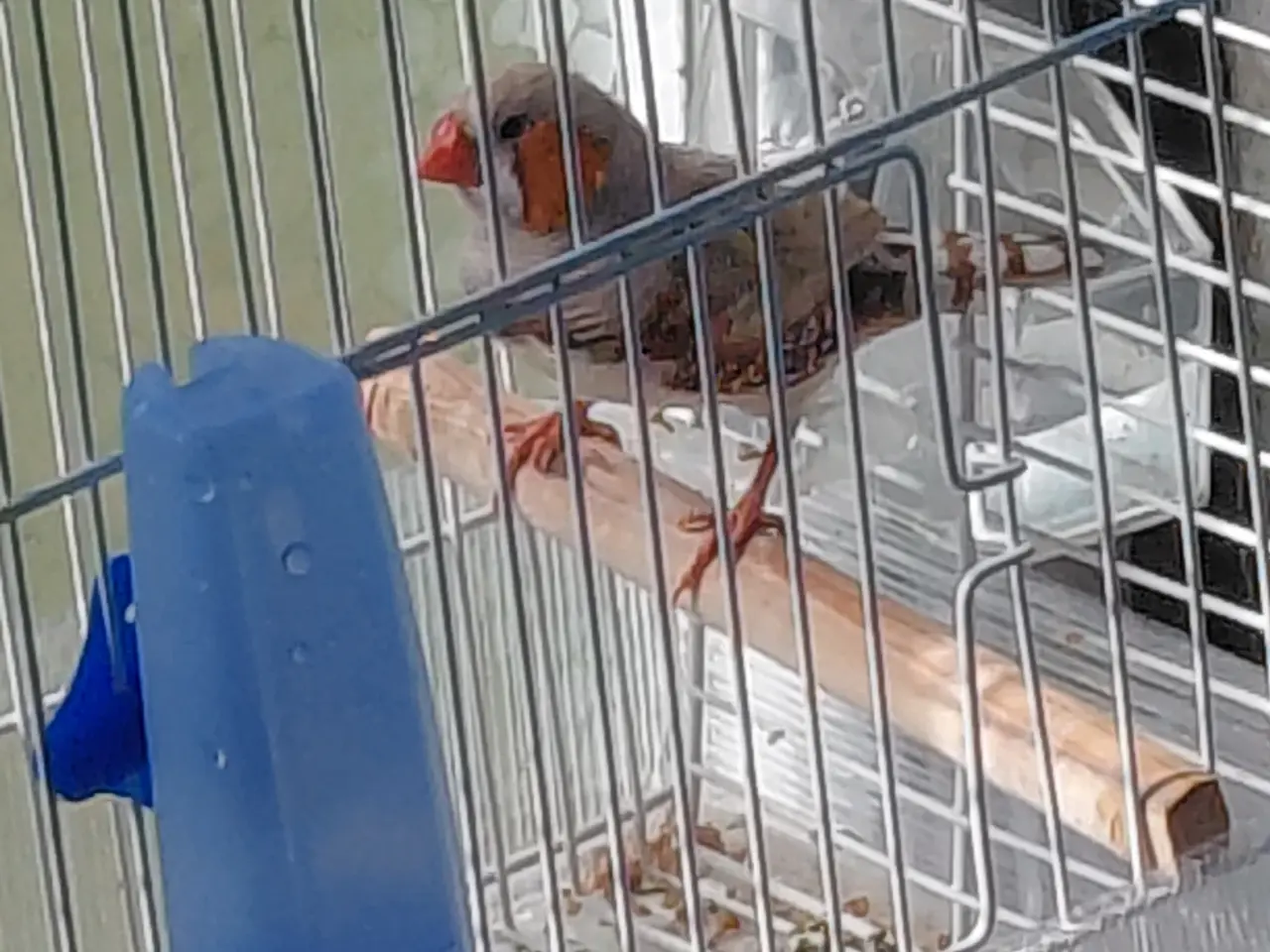 Billede 4 - Zebrafinke
