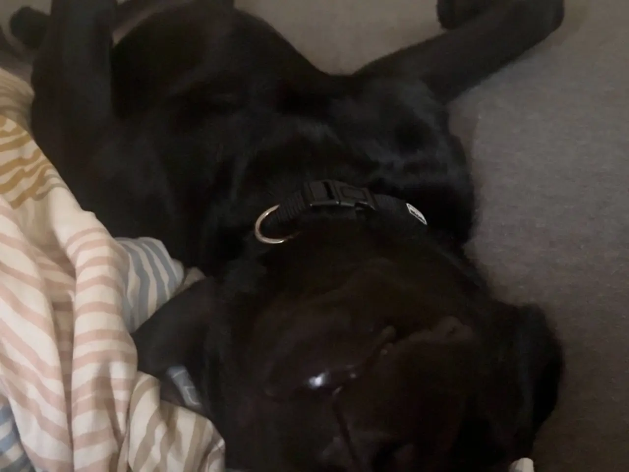 Billede 9 - Hund sælges