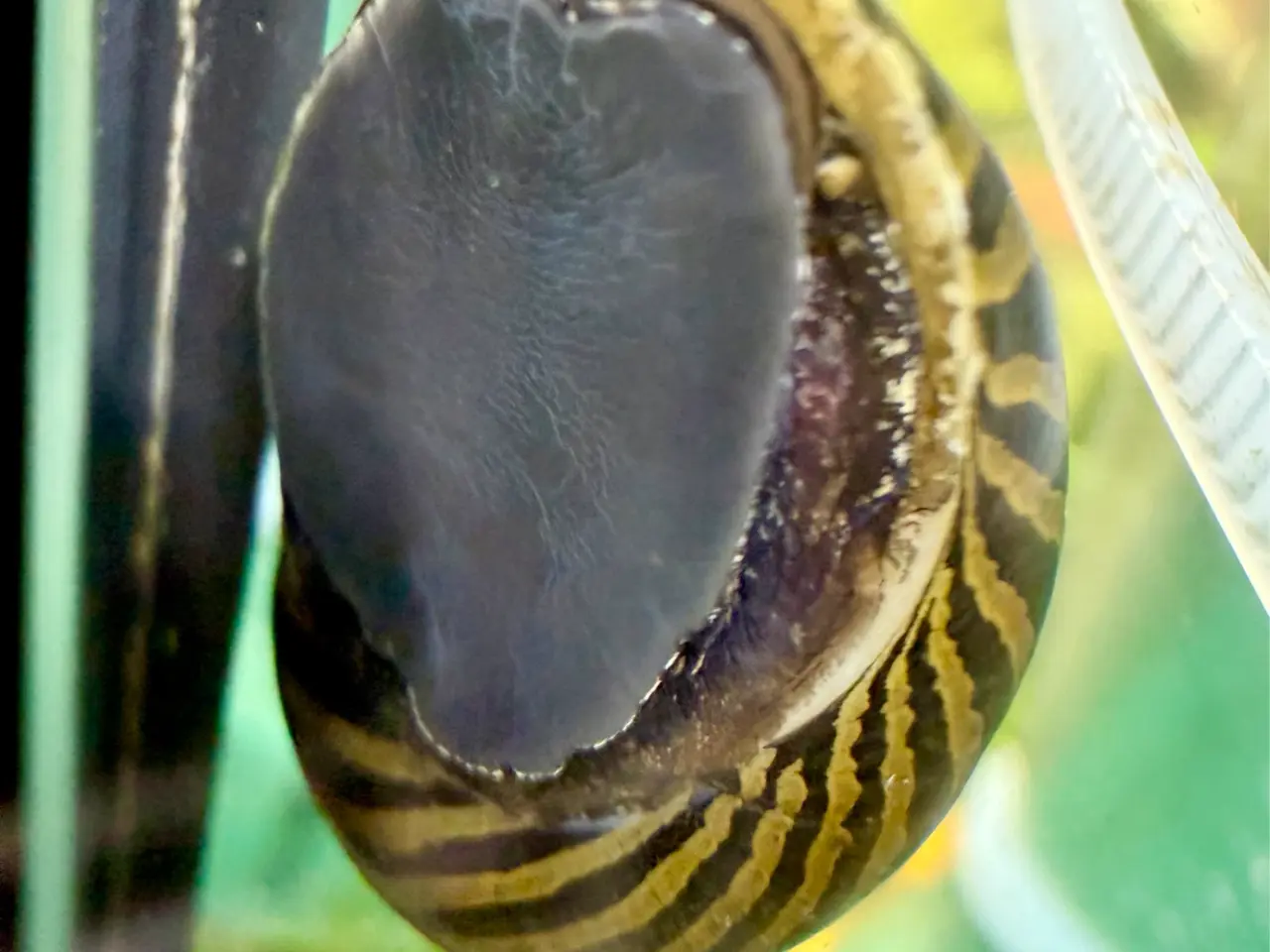 Billede 13 - Zebra Nerite - Slip af med alger 
