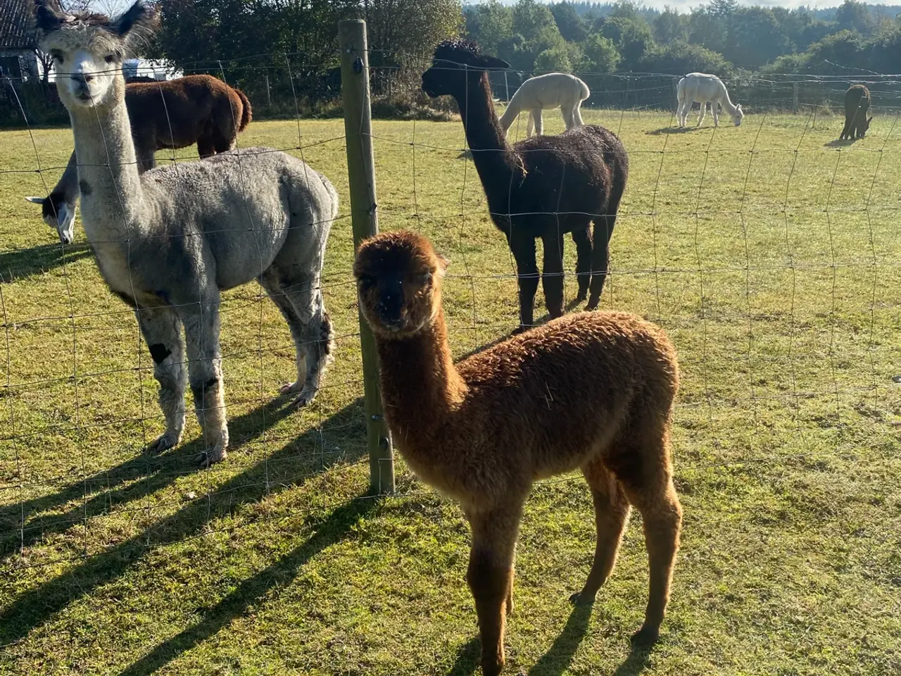 Billede 4 - Alpaca Grå avlshingst sælges
