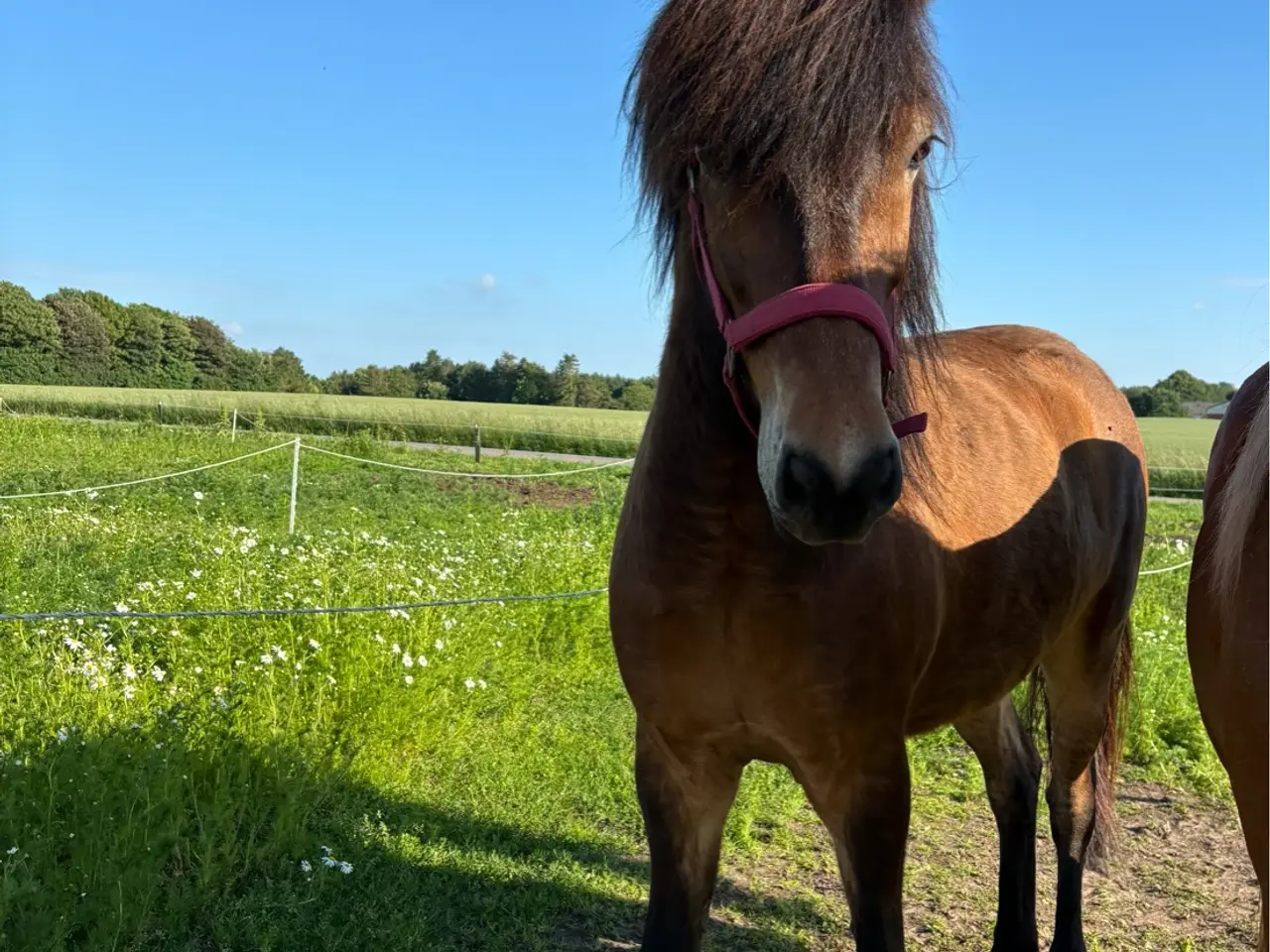 Billede 2 - Kan rides af alle