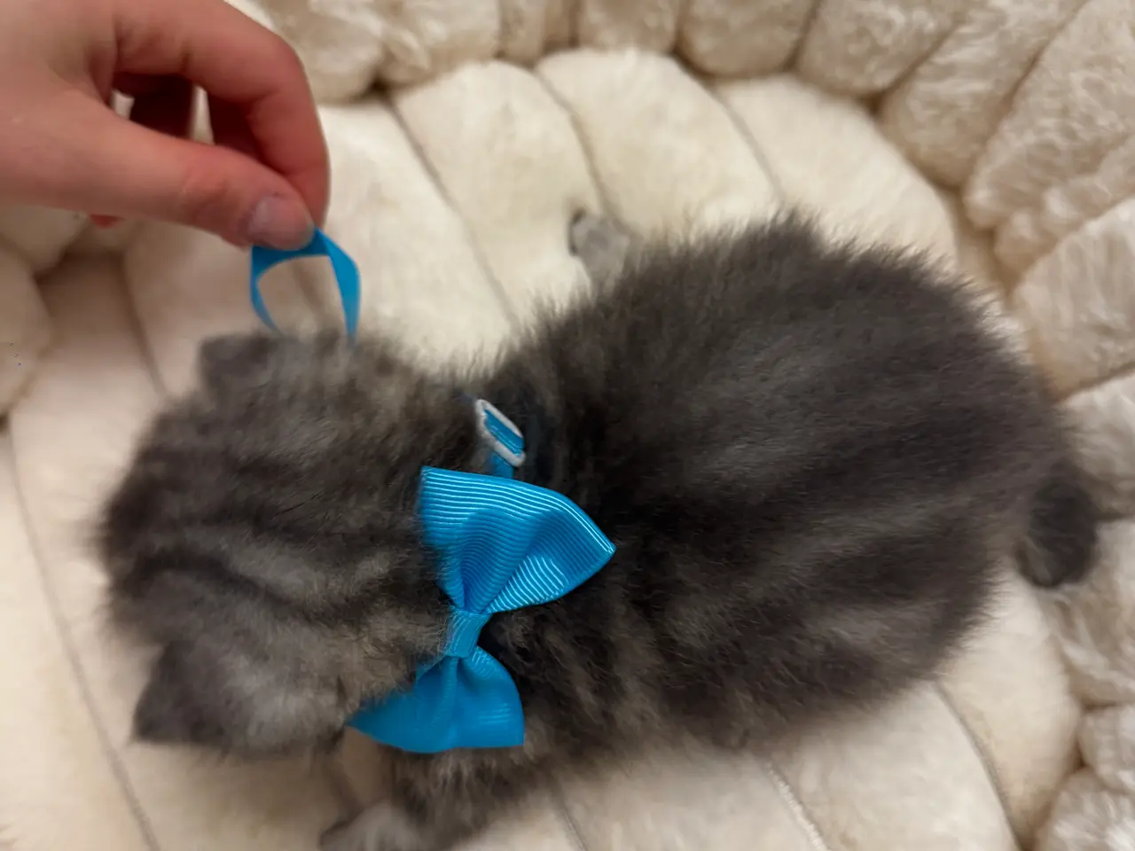 Billede 5 - Unikkeste British Shorthair Killinger til Salg