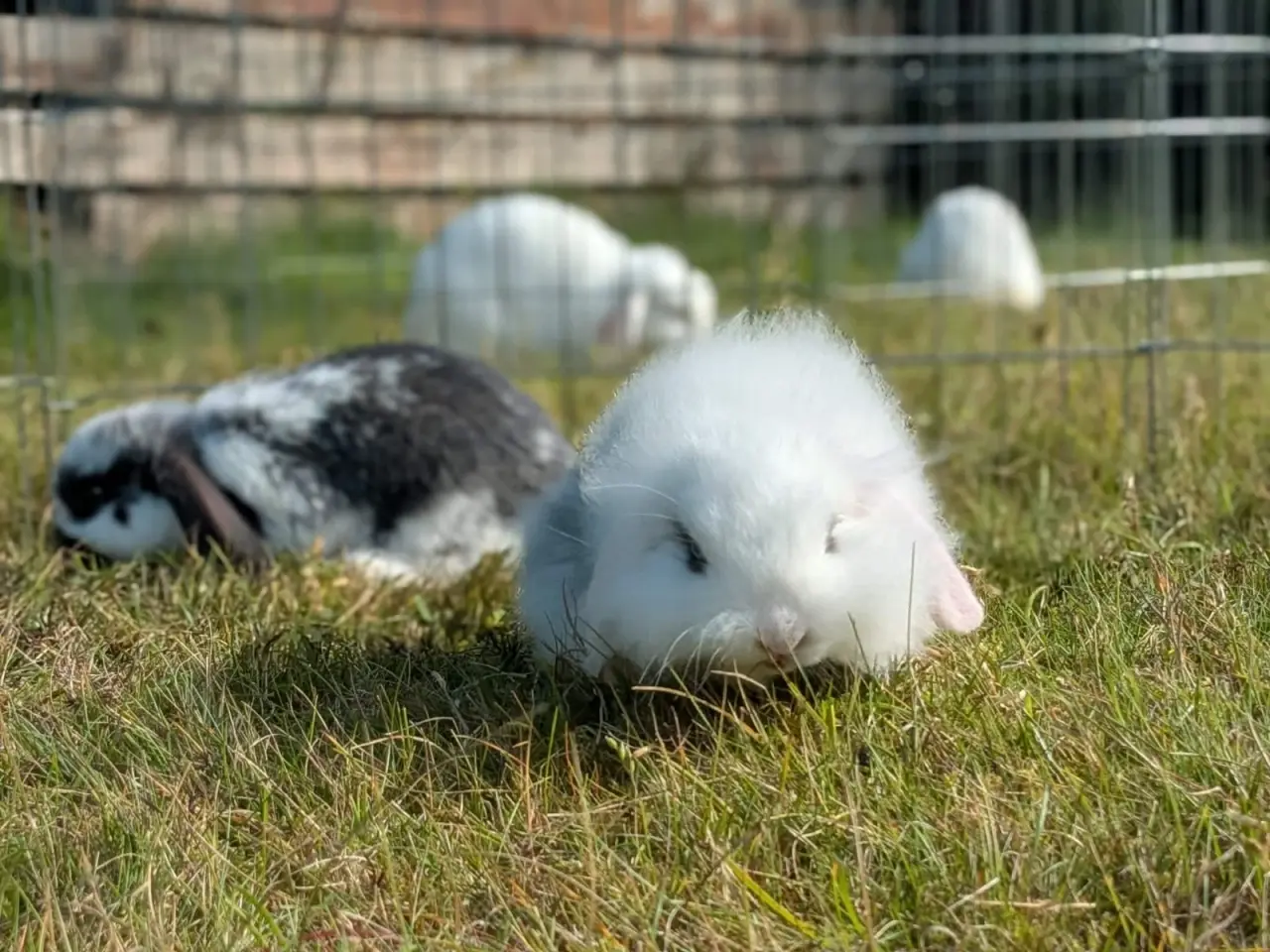 Billede 12 - Mini-lop kaninunger