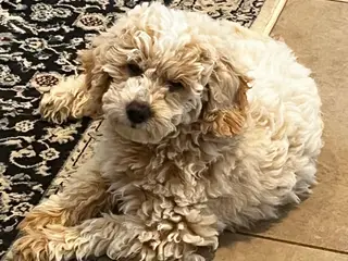 Maltipoo hvalp han - 5
