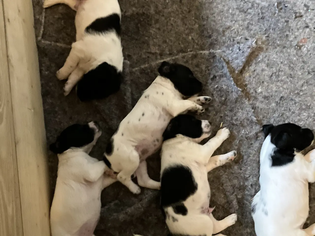 Billede 5 - Hunde Hvalpe sælges