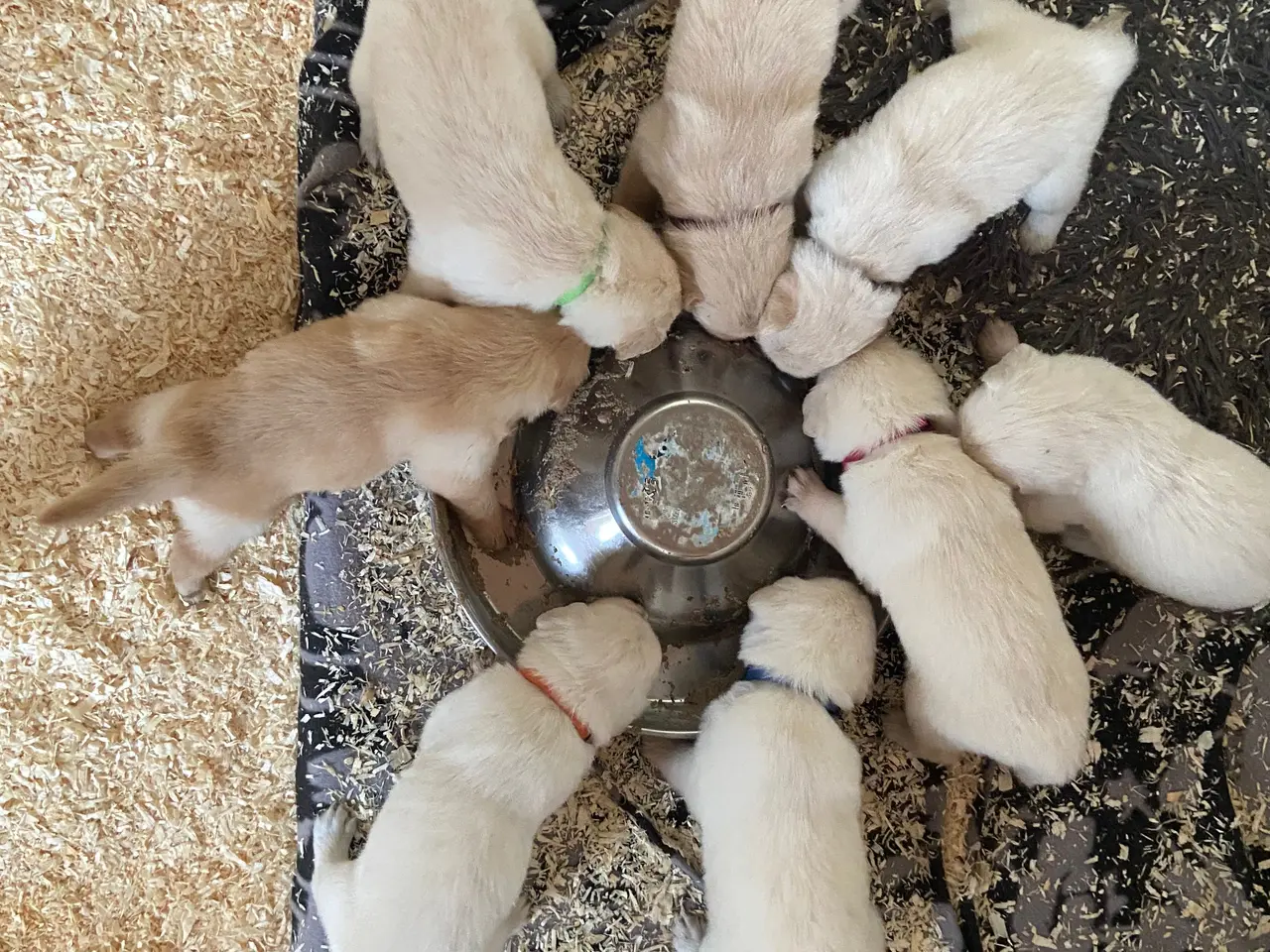 Billede 8 - Golden Retriever hvalpe 