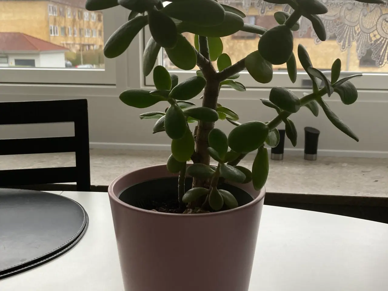 Billede 1 - Penge blomst