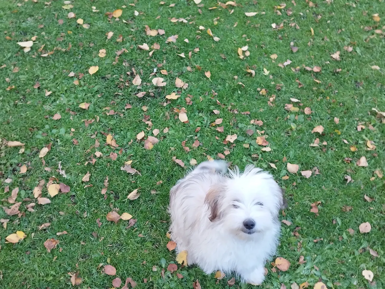 Billede 1 - Coton de Tulear/Havanais