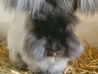 Angora unger