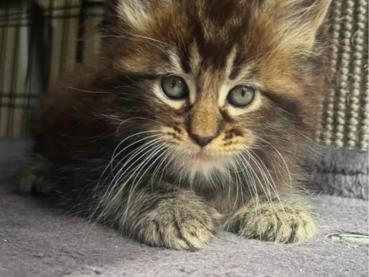 Billede 5 - Maine Coon
