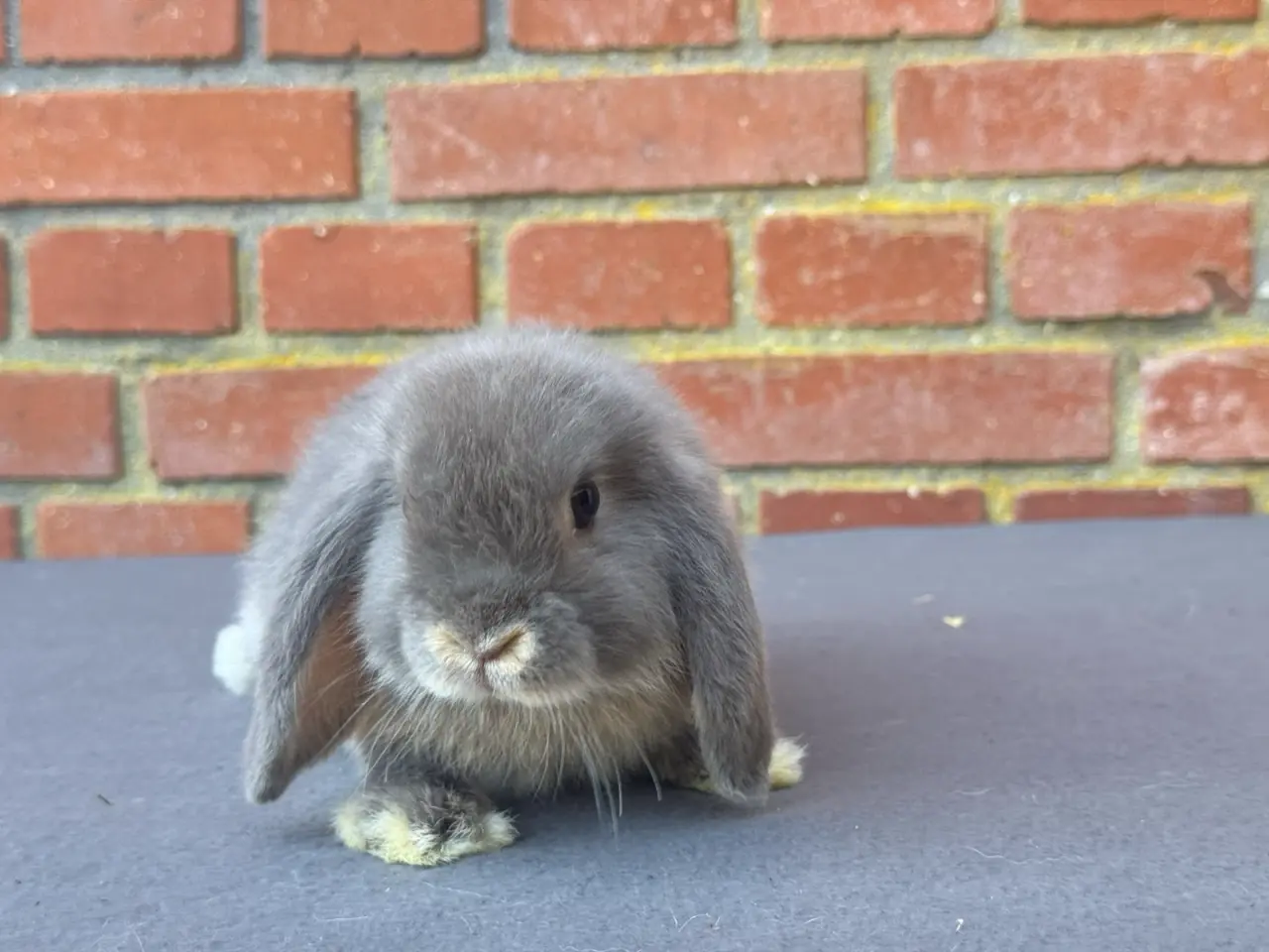 Billede 6 - Mini Lop hankanin