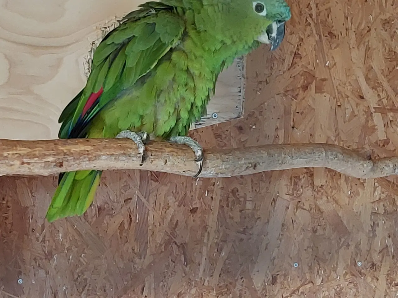 Billede 2 - Costa Rica Amazone  Papegøje