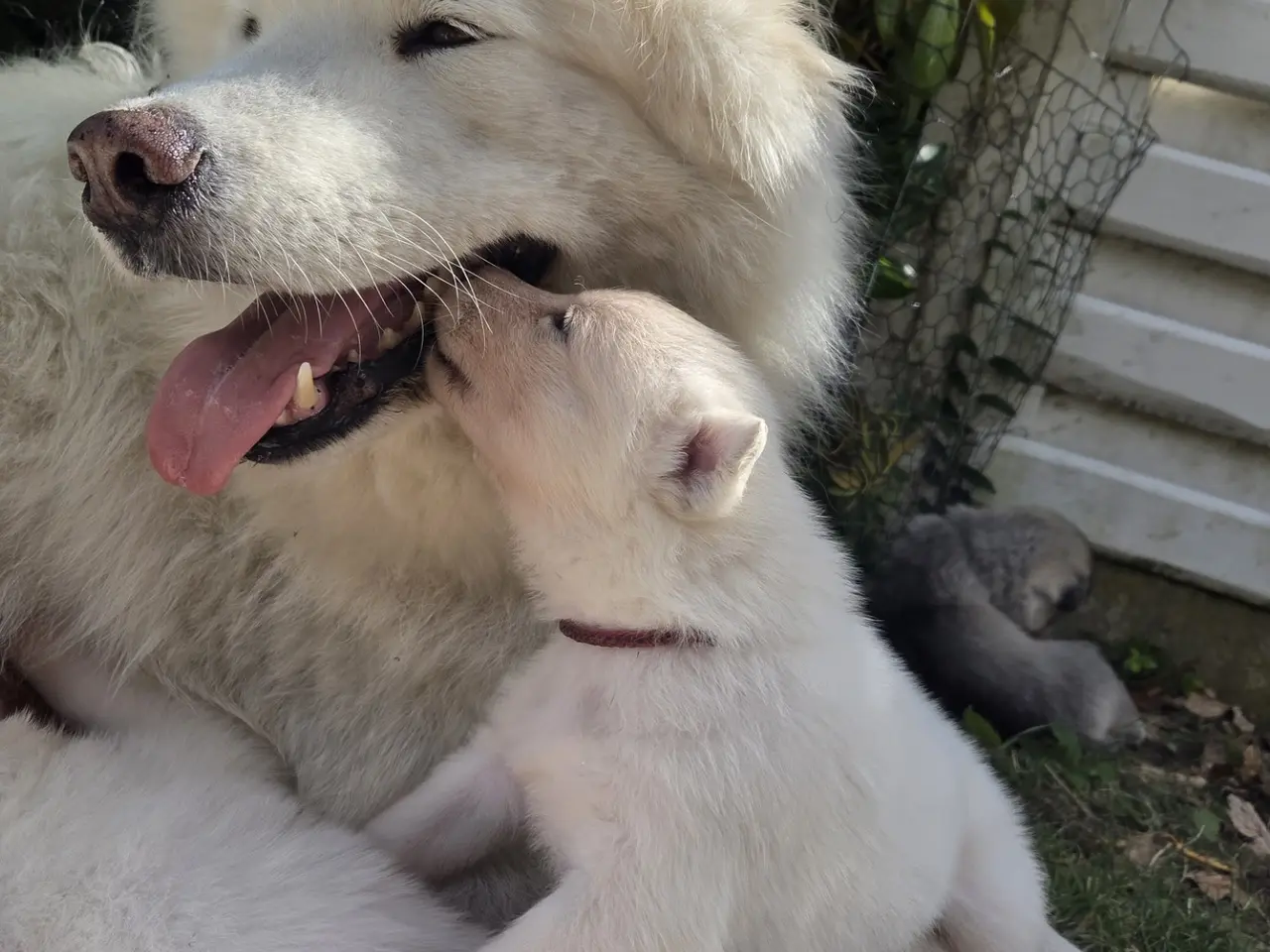 Billede 5 - Siberian husky og samojede hvalpe sælges