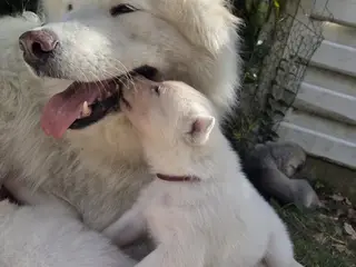 Siberian husky og samojede hvalpe sælges - 5