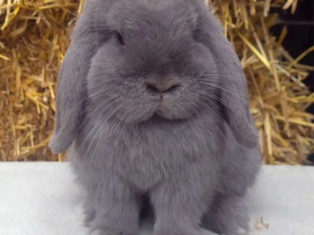 Billede 7 - Sødeste mini lop unge dreng