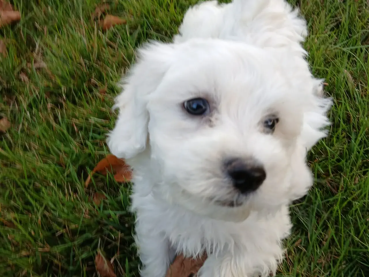 Billede 1 - Bichon maltesse