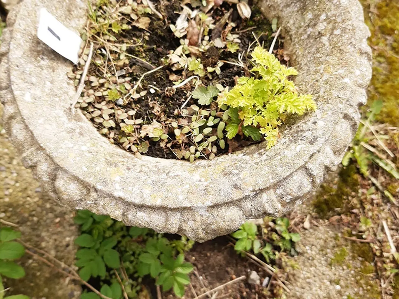 Billede 3 - Havekrukker.