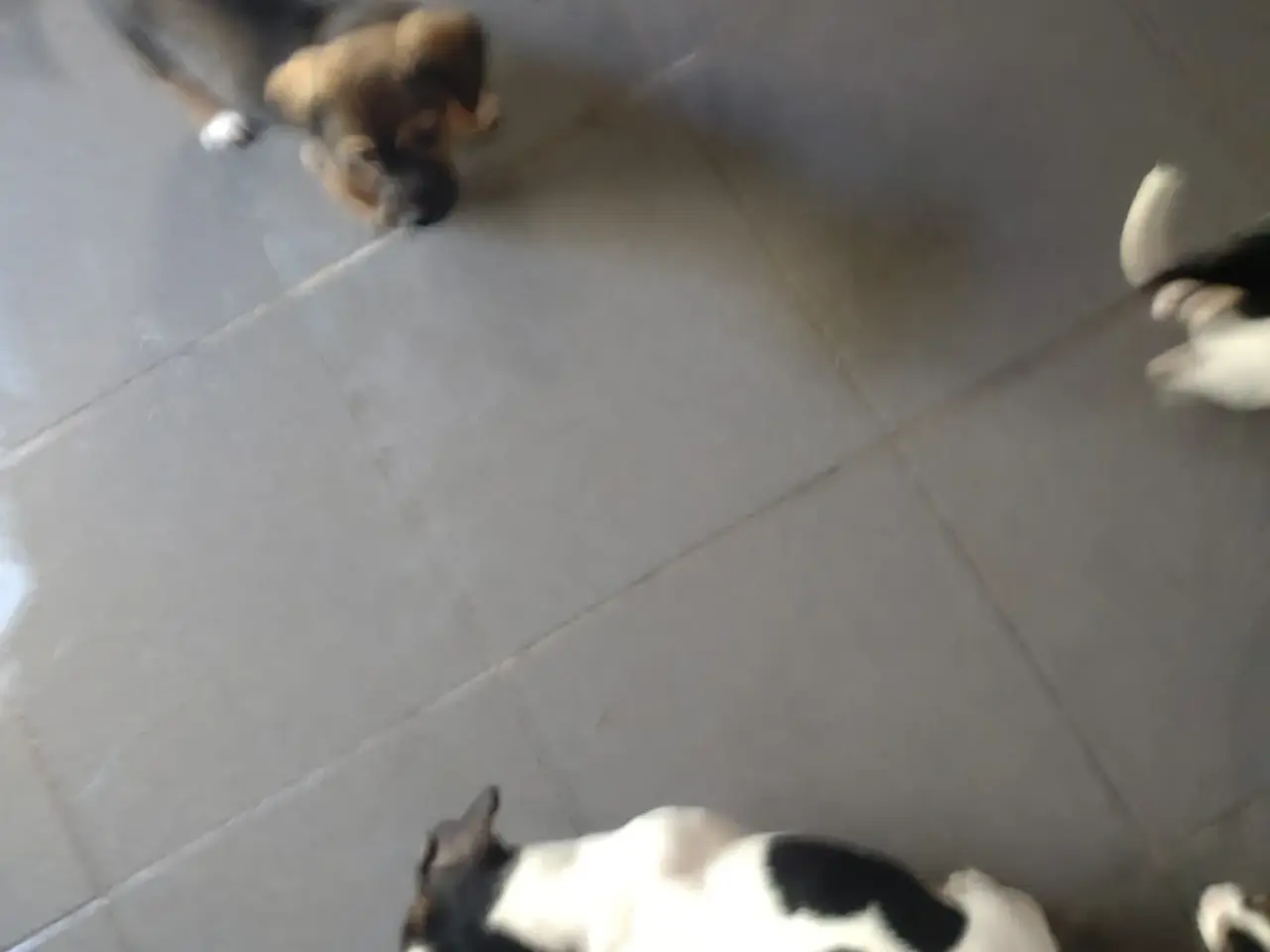 Billede 13 - Dansksvenskgårdhund/ gravhund