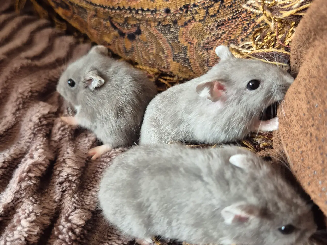 Billede 1 - Blå dværgehamster