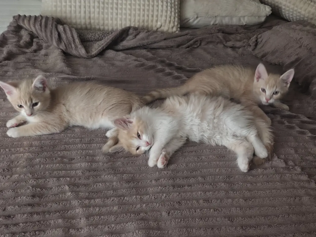 Billede 6 - Main Coon / Ragdoll blanding