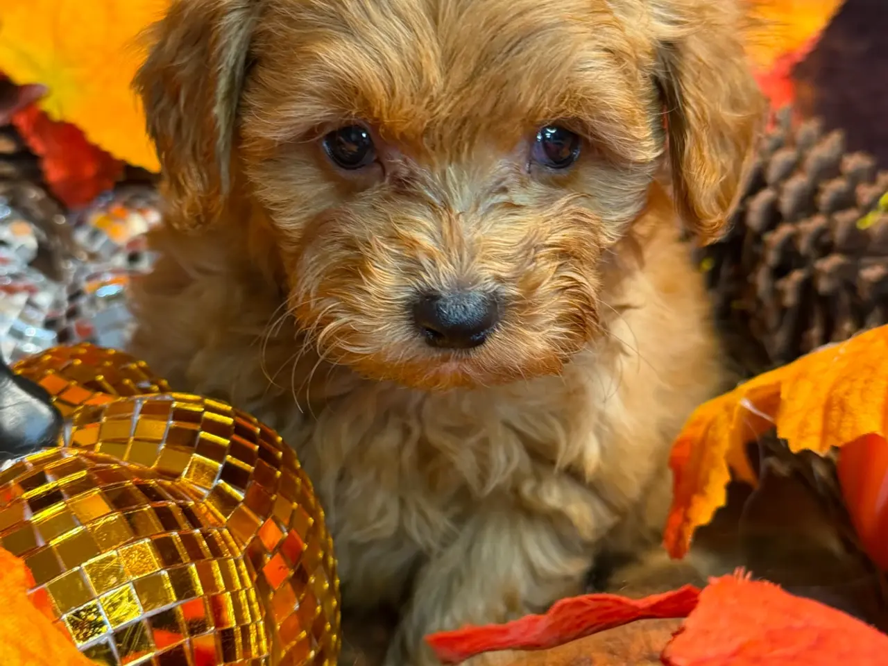 Billede 8 - Skønne mini Maltipoo hvalpe