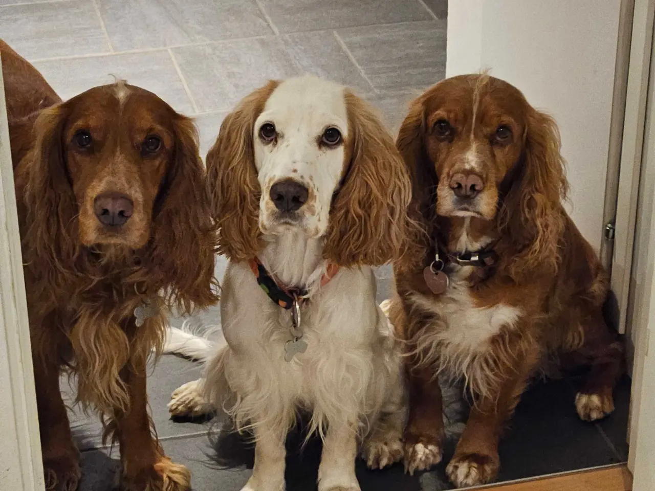 Billede 7 - Parring tilbydes af engelsk cocker spaniel