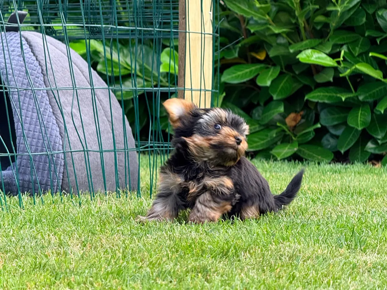 Billede 5 - Yorkshire Terrier leder efter nye familie