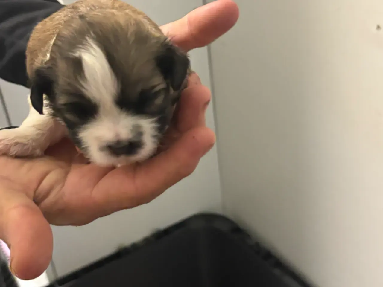 Billede 2 - Hundhvalp 🐶🐶