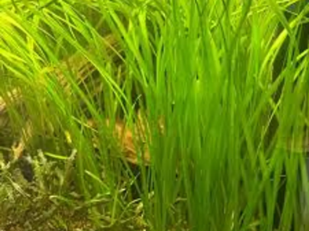 Billede 1 - Lange Sagittaria Søges