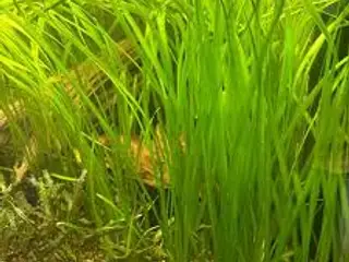 Lange Sagittaria Søges