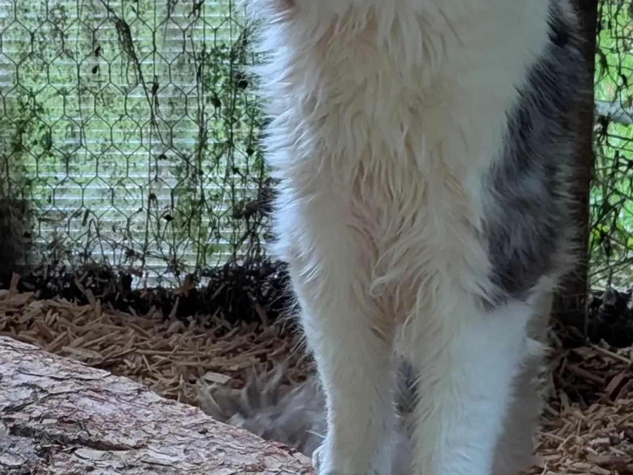 Billede 6 - En voksen Maine coon han
