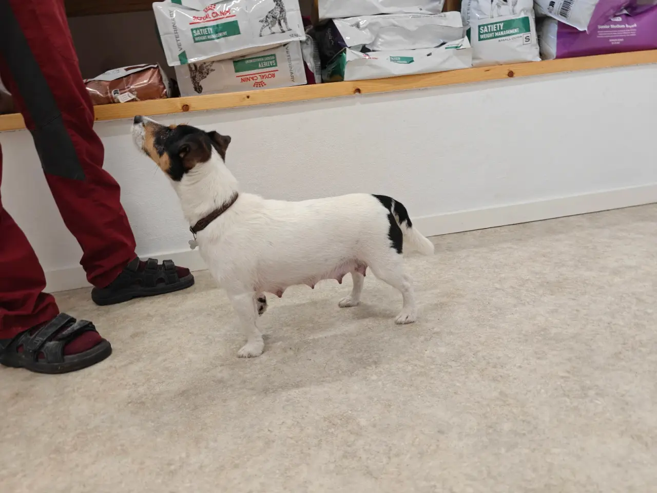 Billede 12 - Jack Russell Terrier hvalpe