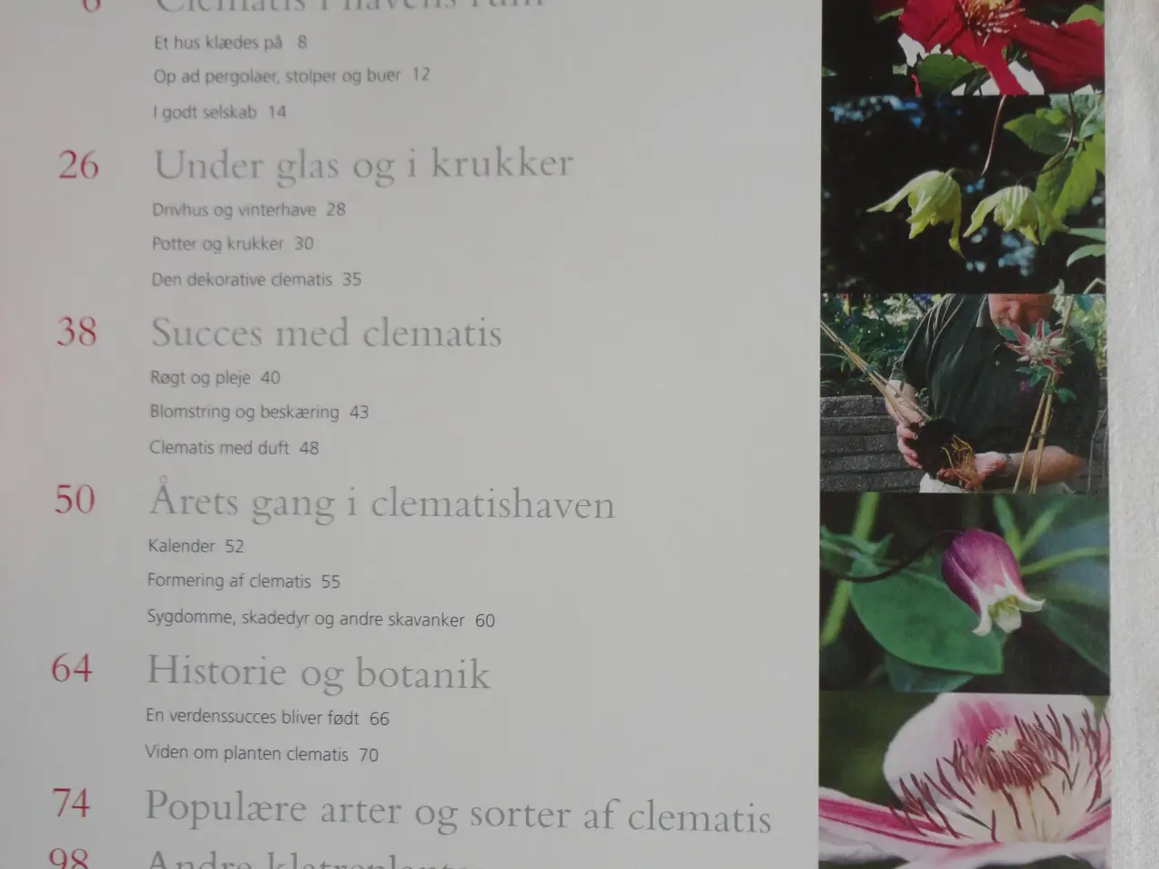 Billede 3 - Clematis - Klematis :