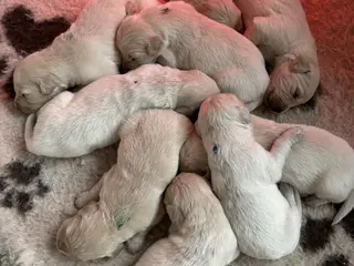 Golden Retriever hvalpe sælges