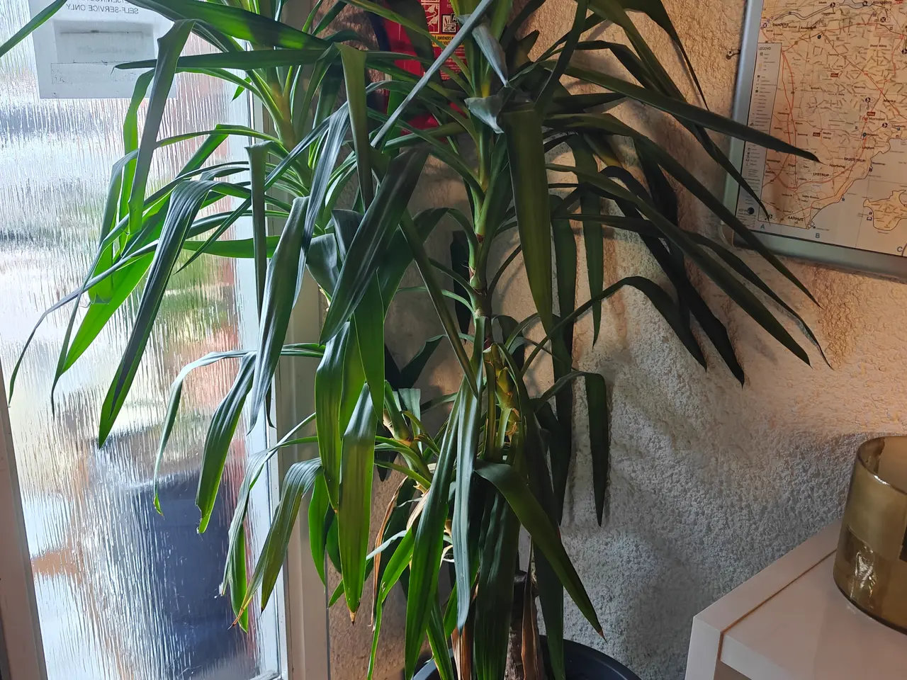 Billede 2 - Yucca palme 1.90cm høj