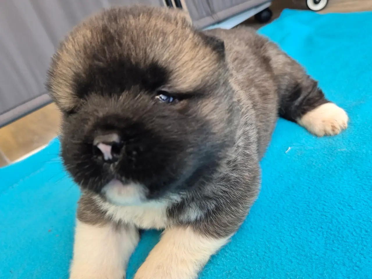 Billede 10 - Hundehvalpe American Akita 💙💙💙🩷