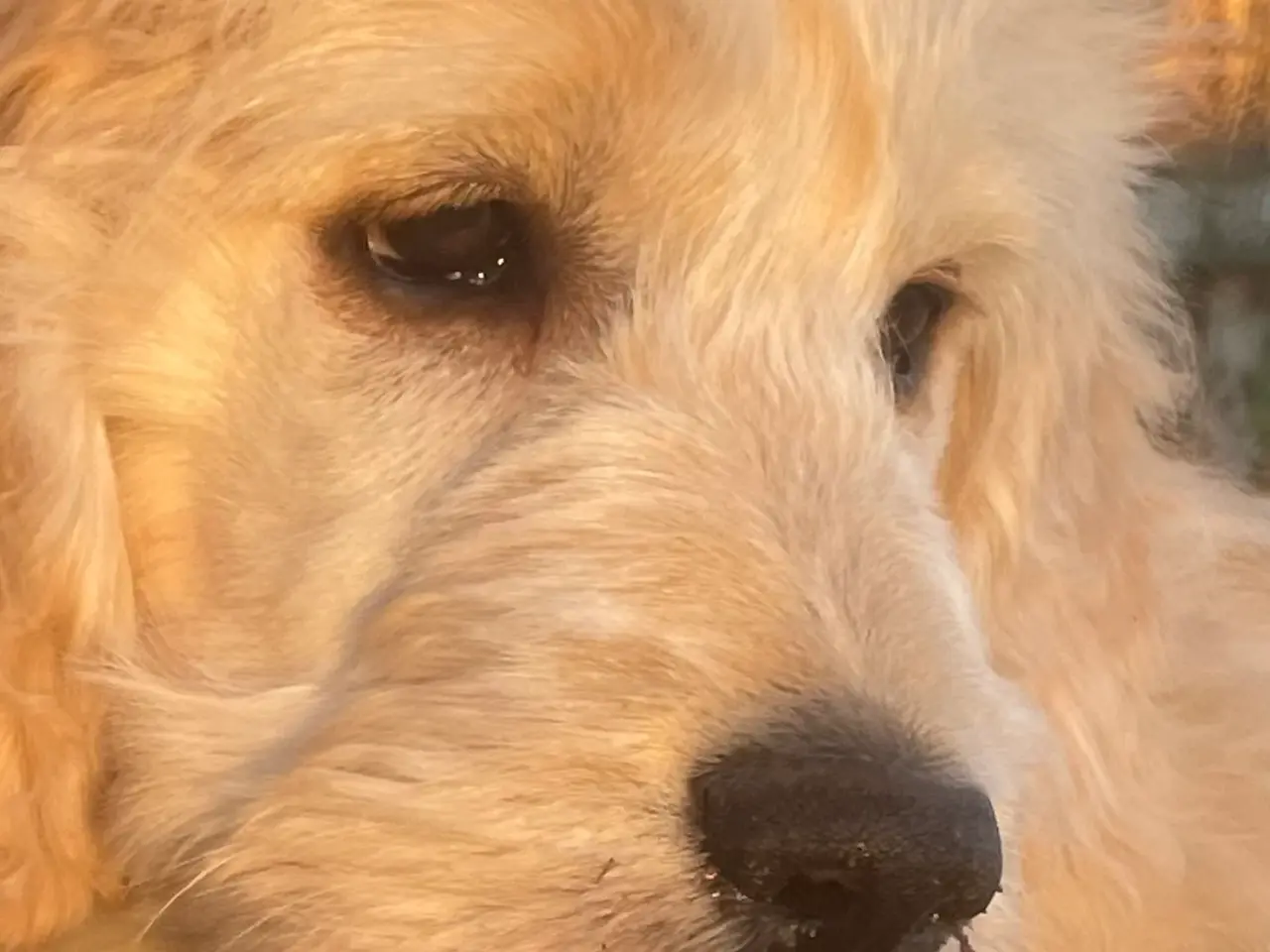 Billede 4 - GoldenDoodle HVALPE