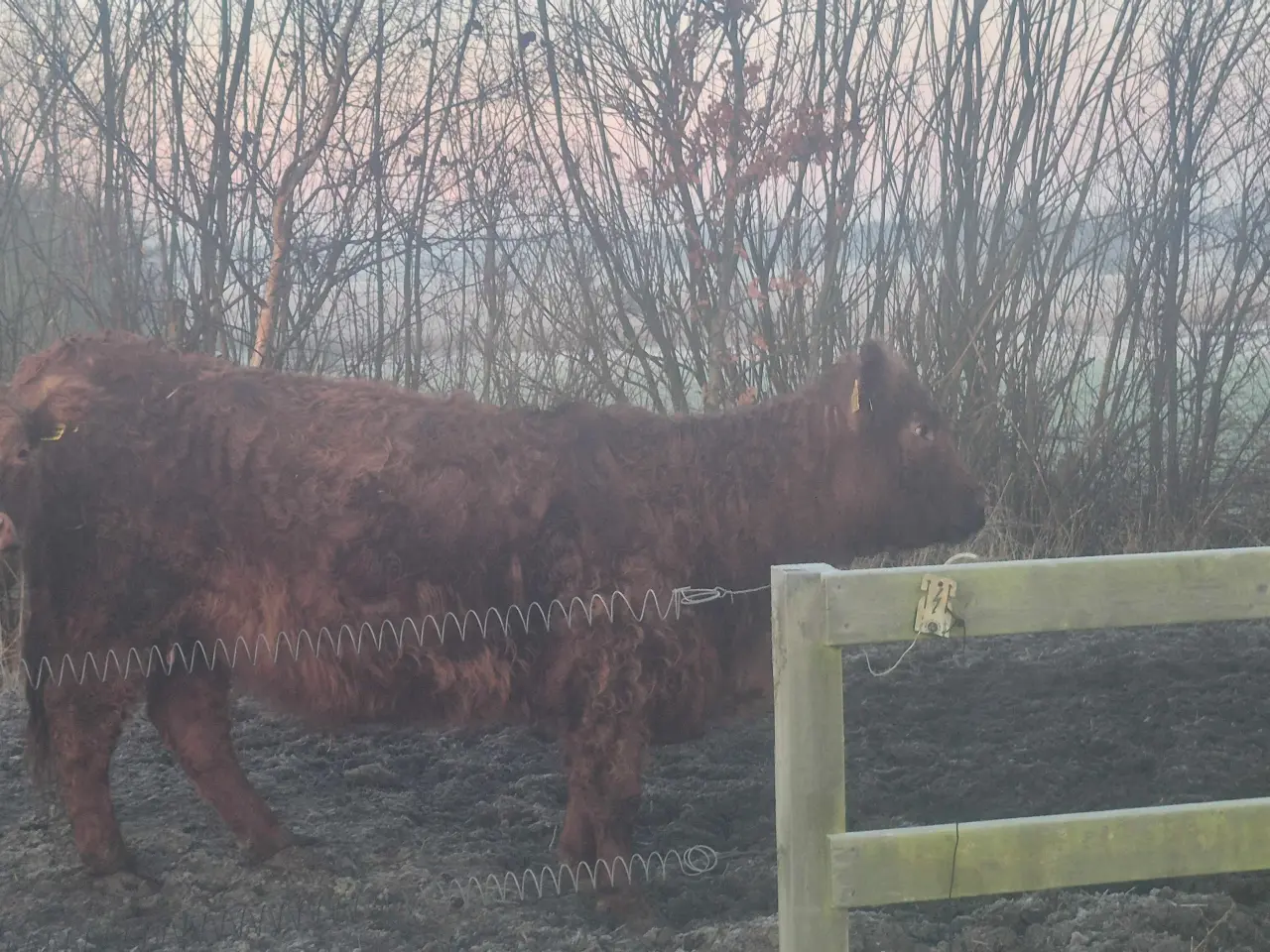 Billede 2 - Galloway limousine krydsning tyr kalv.