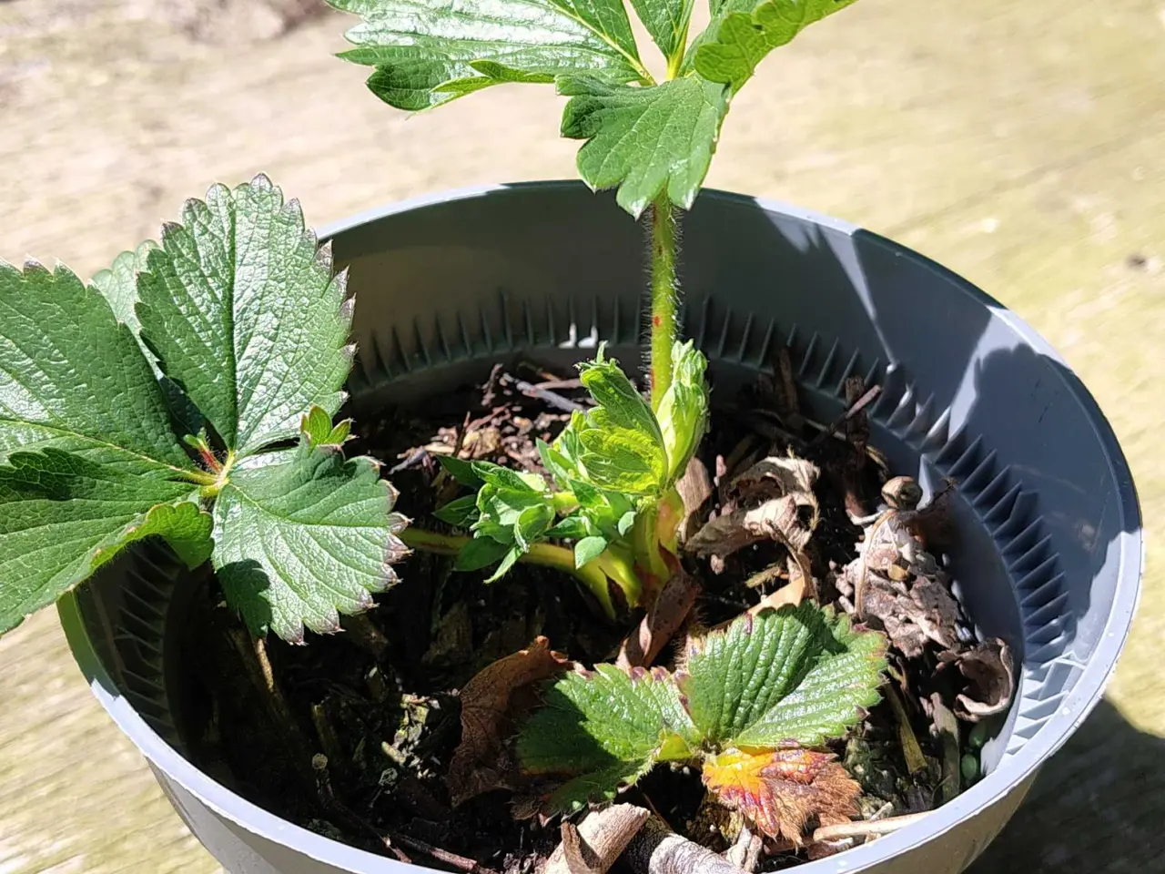Billede 1 - Jordbærplanter 