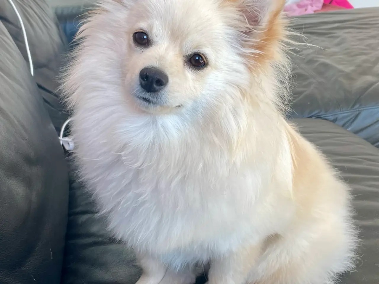 Billede 3 - Smuk Pomchi pige